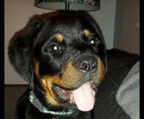 Pris valper Rottweiler