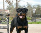 rottweiler fakta