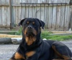 rottweiler valp!!