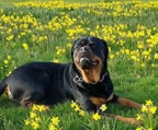 rottweiler familiehund