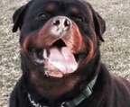 rottweiler oppdragelse