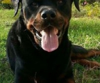 KJØPE Rottweiler hund