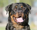 rottweiler valper stamtavle