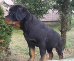 rottweiler kennel Norge