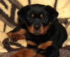 rottweiler kjøp