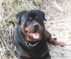 rottweiler valp mat