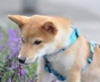 shiba inu valper til salgs norge