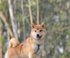 shiba inu valper til salgs norge