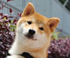 shiba inu valper til salgs norge