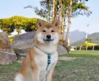 shiba inu valper til salgs norge