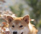 shiba inu valper til salgs norge