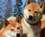 shiba inu valper til salgs norge