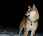 shiba inu valper til salgs norge