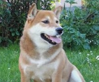 shiba inu valper til salgs norge