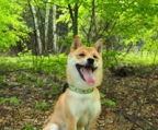 shiba inu valper til salgs norge