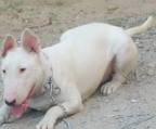 mini bull terrier til salgs