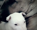 miniature bull terrier norge