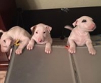 miniature bull terrier hvit valper