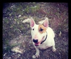 mini bull terrier valp til salgs