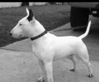 mini bull terrier hund