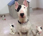 bull terrier norge