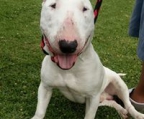 mini bull terrier valper