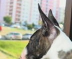 kennel miniature bull terrier norge