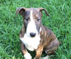 mini bull terrier norge