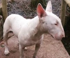 hunder bull terrier