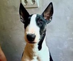 kjøpe miniature bull terrier