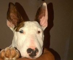 mini valper bull terrier