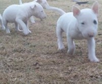 mini bull terrier i norge