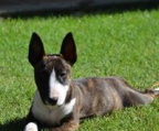 miniature bull terrier valp 2017