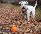 schnauzer valper til salgs norge