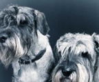 schnauzer valper til salgs norge