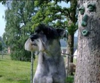 schnauzer valper til salgs norge