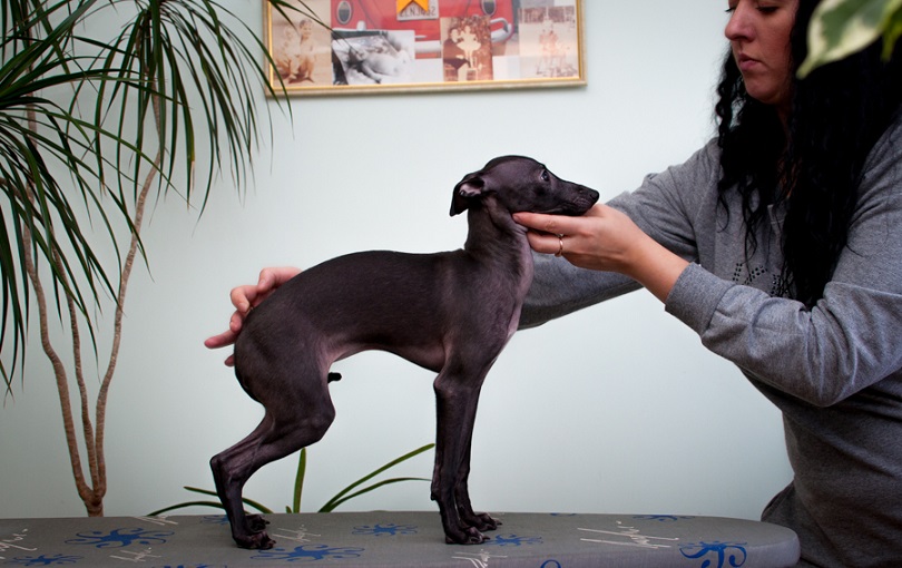 Gorgeous Italian greyhound puppy / ITALIENSK MYNDE