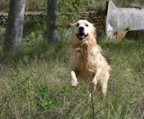 Golden Retriever hunder