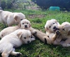 Golden Retriever oppdretter