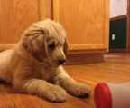 Golden retriever valper pris