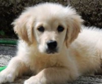 golden retriever valp fakta