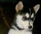 siberian husky kennel norge