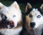 siberian husky oppdretter