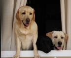 labrador retriever valper til salgs