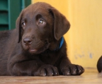 labrador retriever valper til salgs