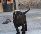 labrador retriever valper til salgs