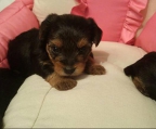 NICE yorkshire terrier valp liten