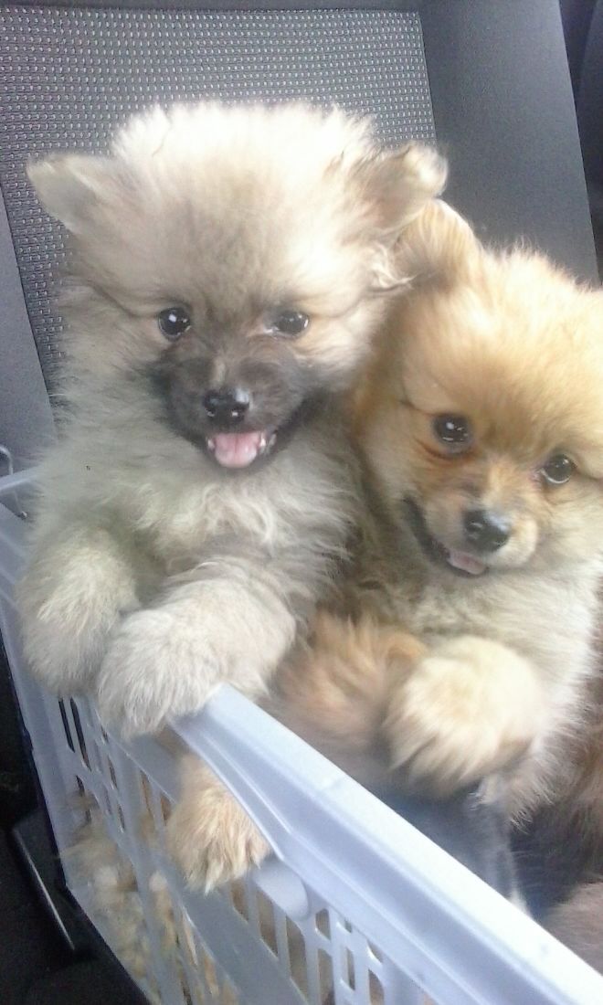 Mevcut Erkek Ve Bayan Pomeranian Puppies