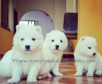 Kennel samojed