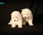 samojed par